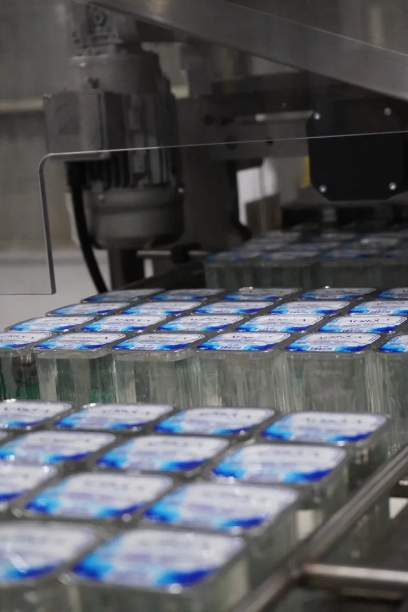 Freshly filled cups travelling down the conveyor